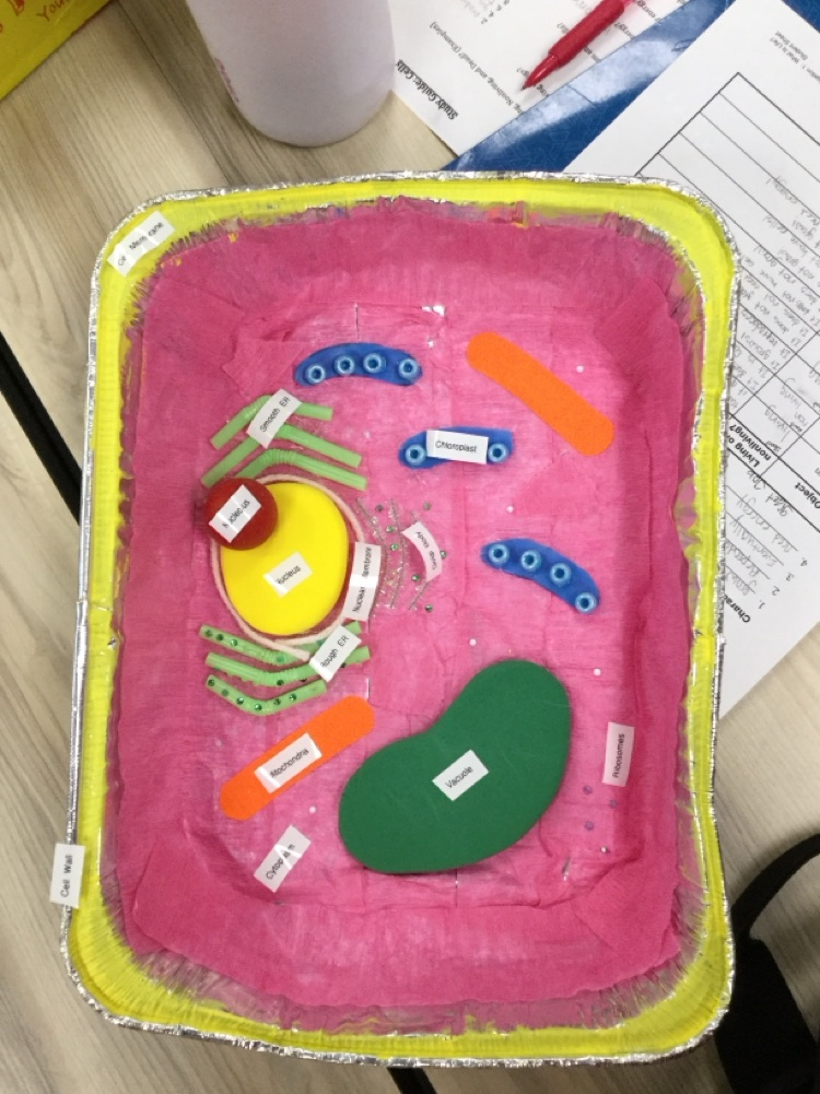 6th graders have been learning about cells. Students created 3D models of animal and plant cells! 