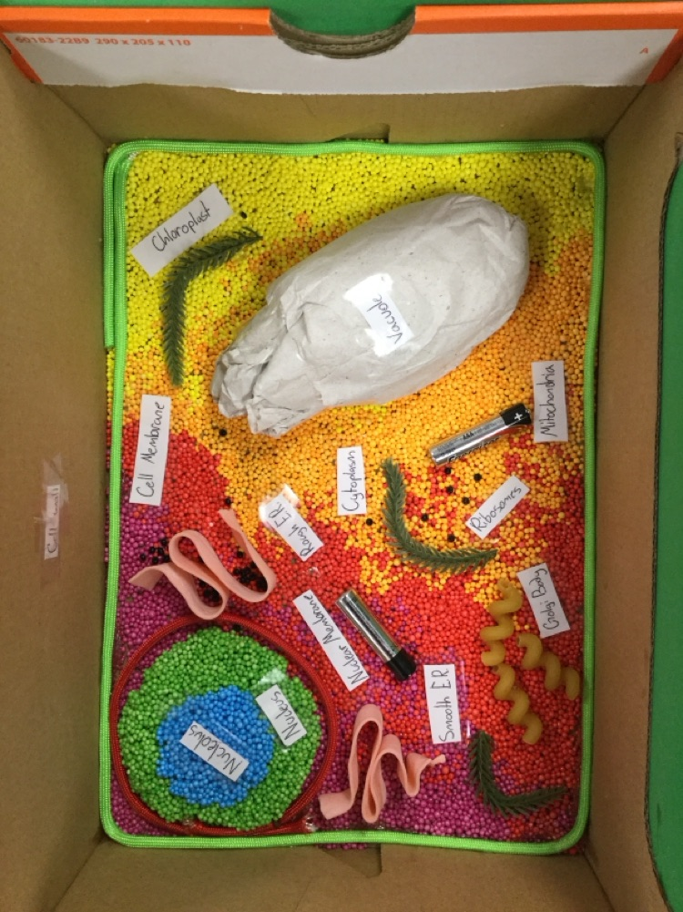 6th graders have been learning about cells. Students created 3D models of animal and plant cells! 