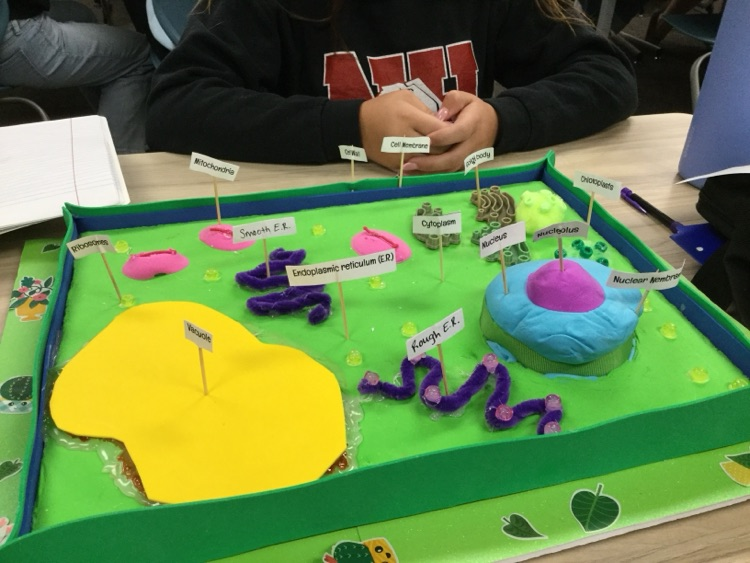 6th graders have been learning about cells. Students created 3D models of animal and plant cells! 