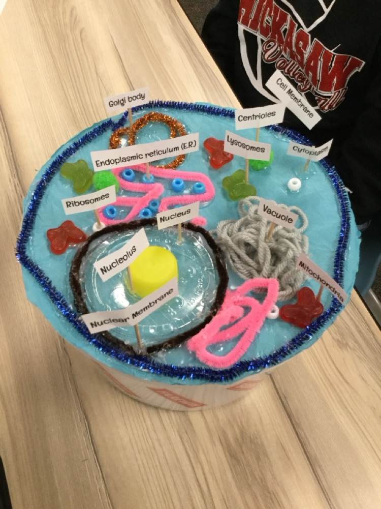 6th graders have been learning about cells. Students created 3D models of animal and plant cells! 