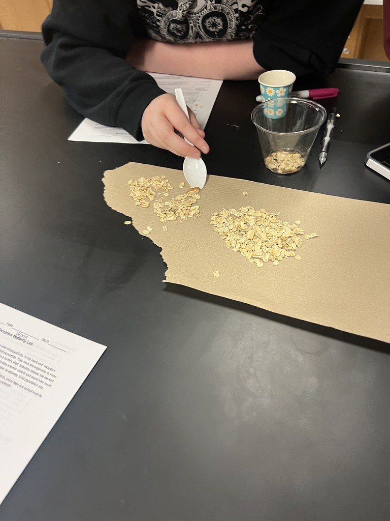 Students counting meal worms