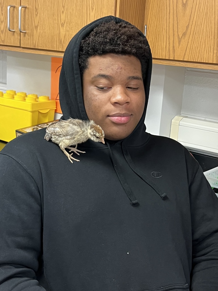 Student and chickens