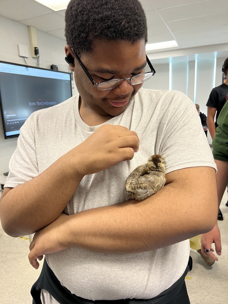 Student and chickens