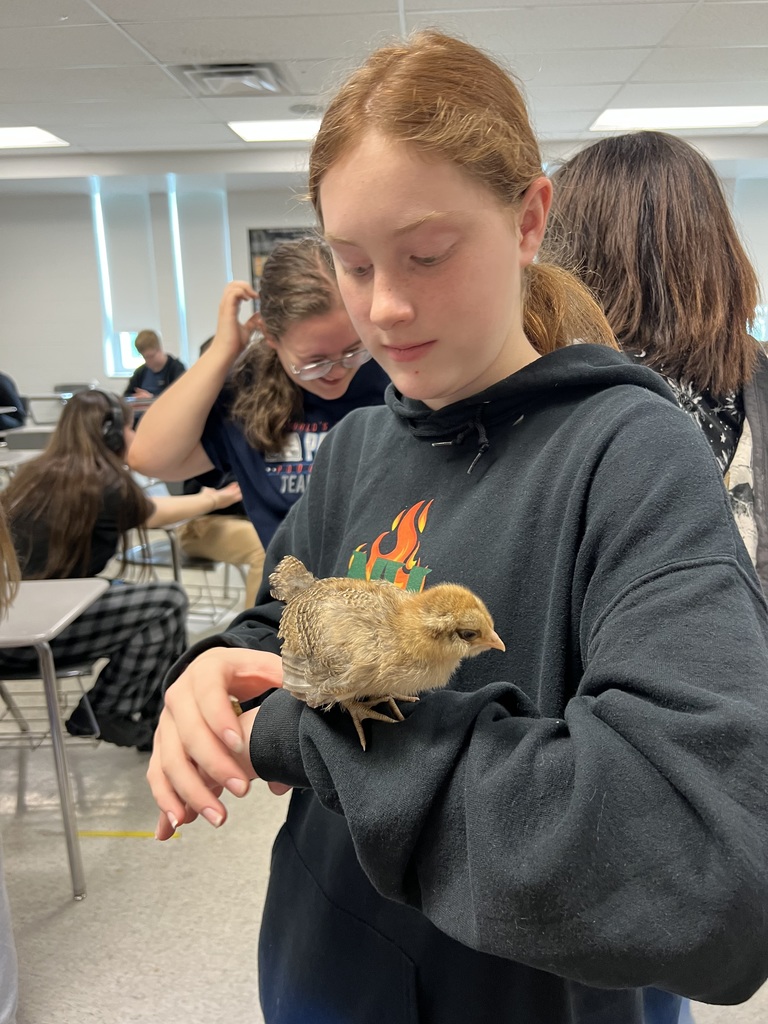 Student and chickens