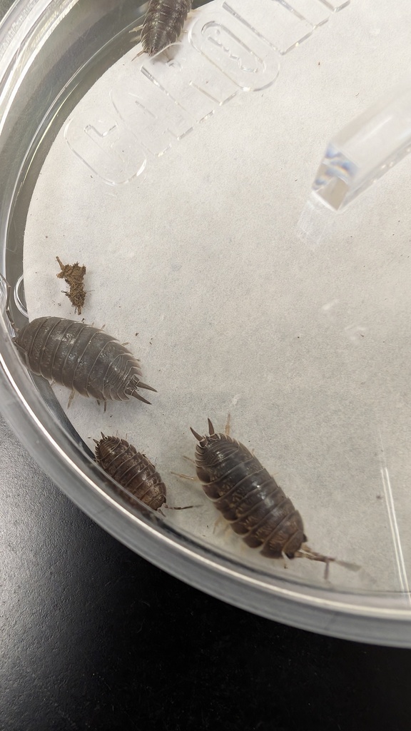 roach photo