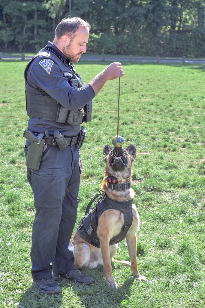 rocky waiting for the command to get his toy