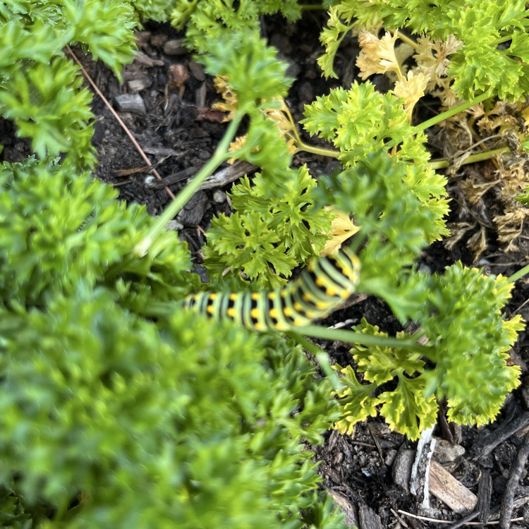 caterpillar
