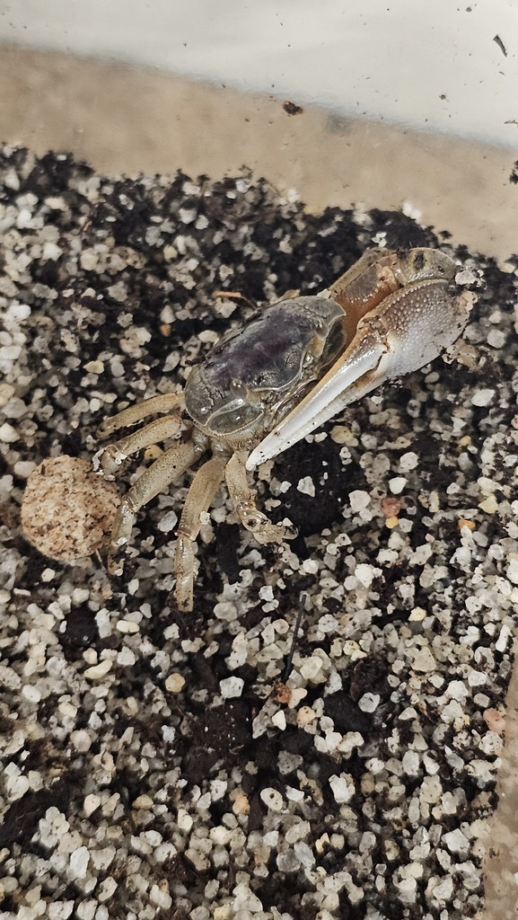 crab