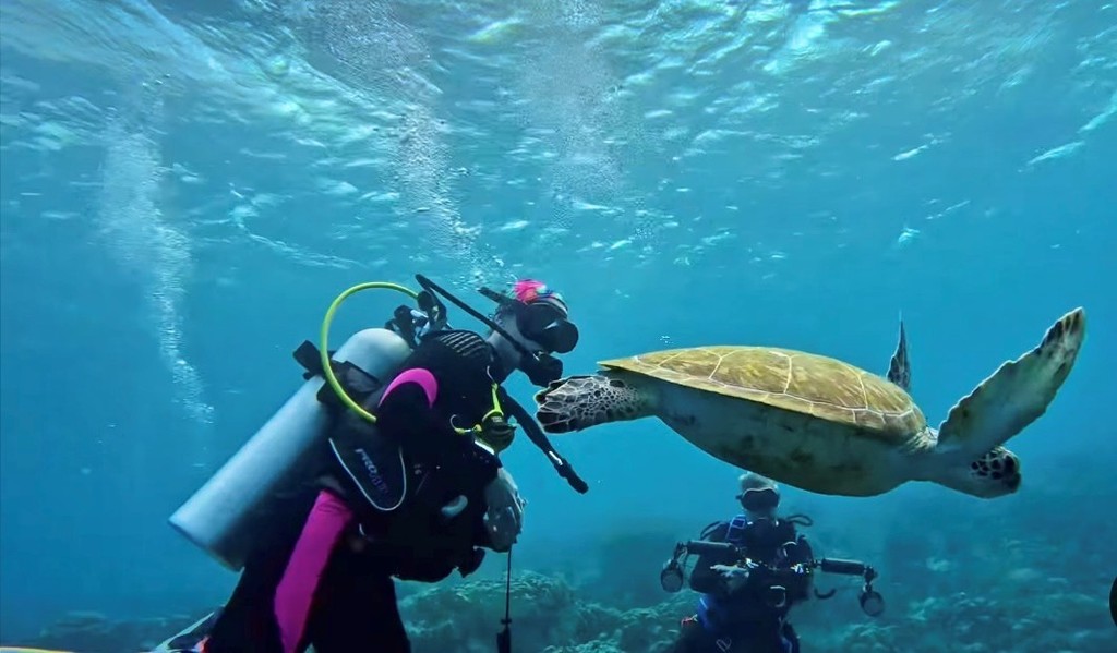 turtle