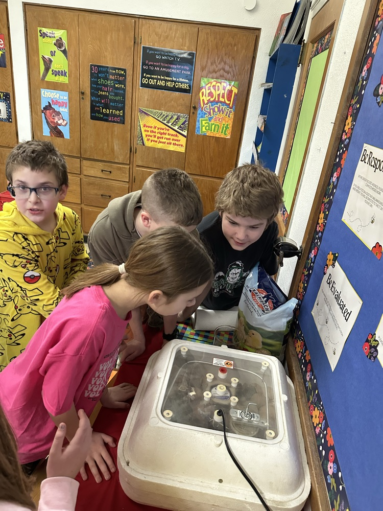 looking in the incubator 