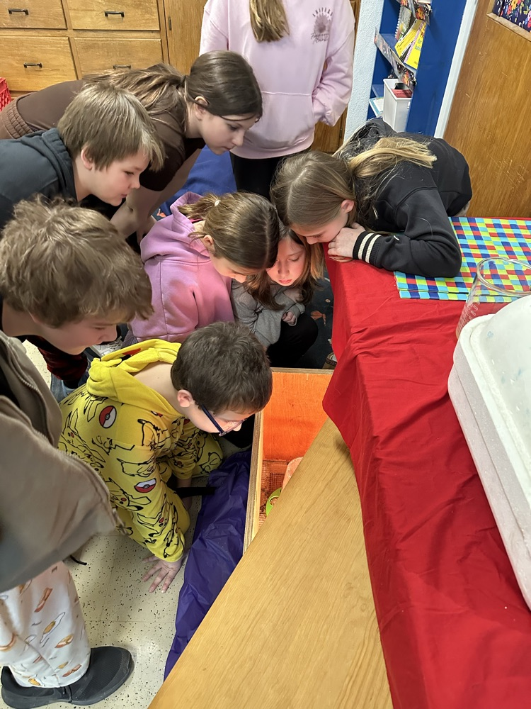 looking in the brooder box
