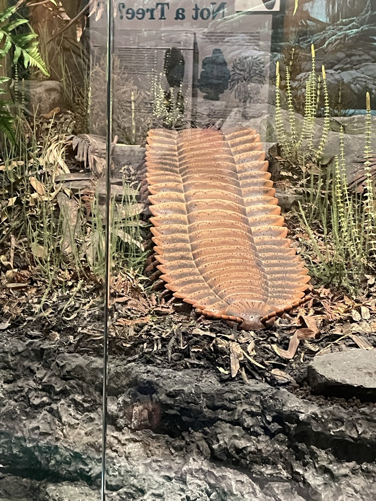 science display