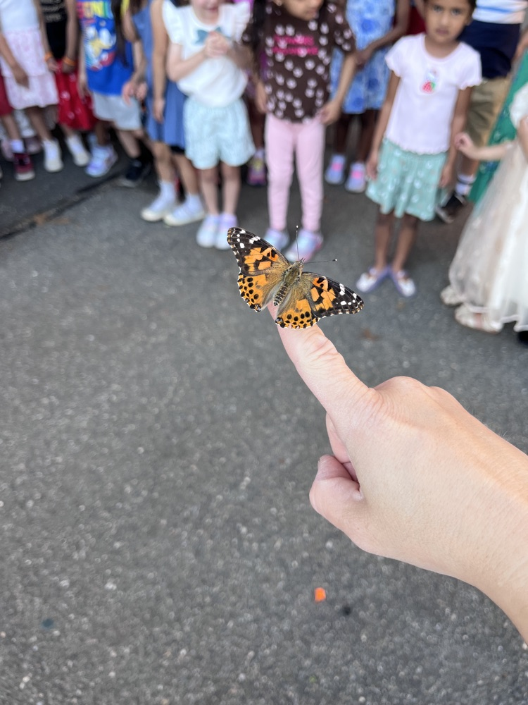 butterfly 