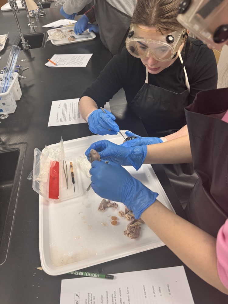 Getting a feel for the tough layers of the eyeball. 