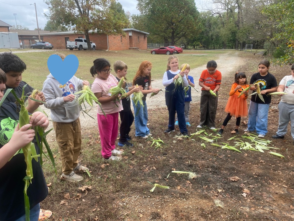 Third grade learning to shuck corn