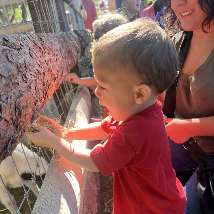 feeding the animals at the pumpkin patch