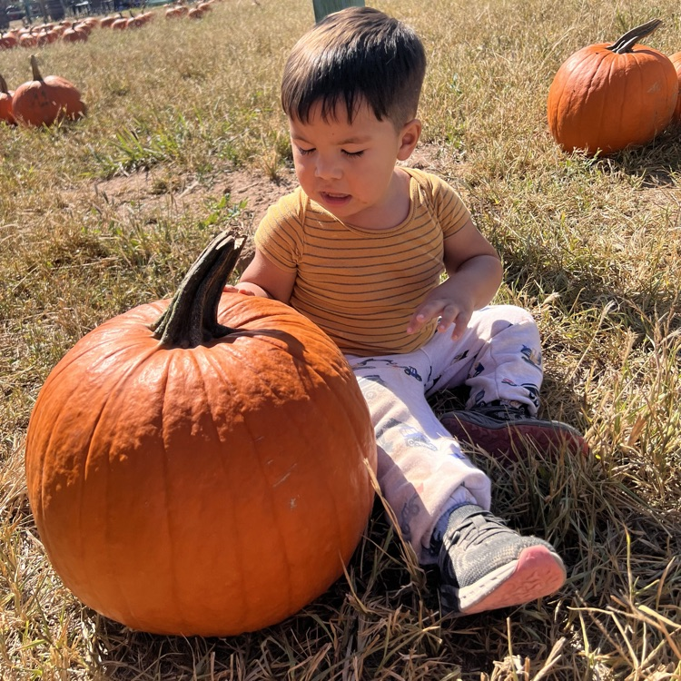 big pumpkins