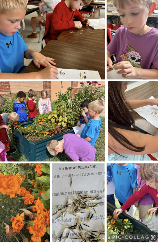 first grade garden exploration