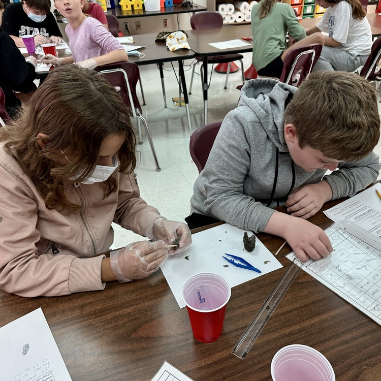Fifth Grade Owl 🦉 Pellet Lab