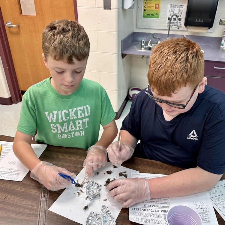 Fifth Grade Owl 🦉 Pellet Lab