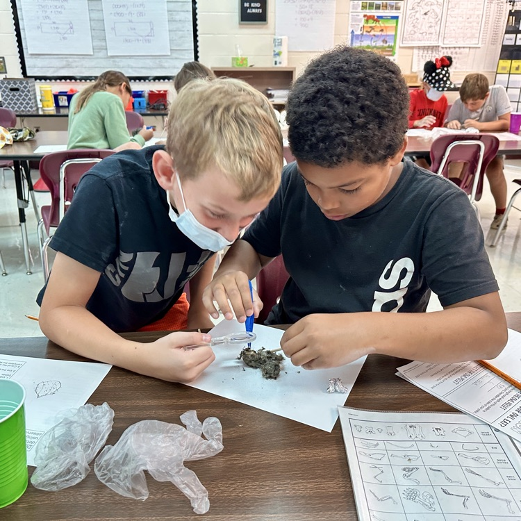 Fifth Grade Owl 🦉 Pellet Lab