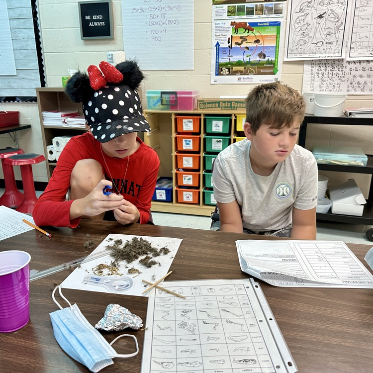 Fifth Grade Owl 🦉 Pellet Lab