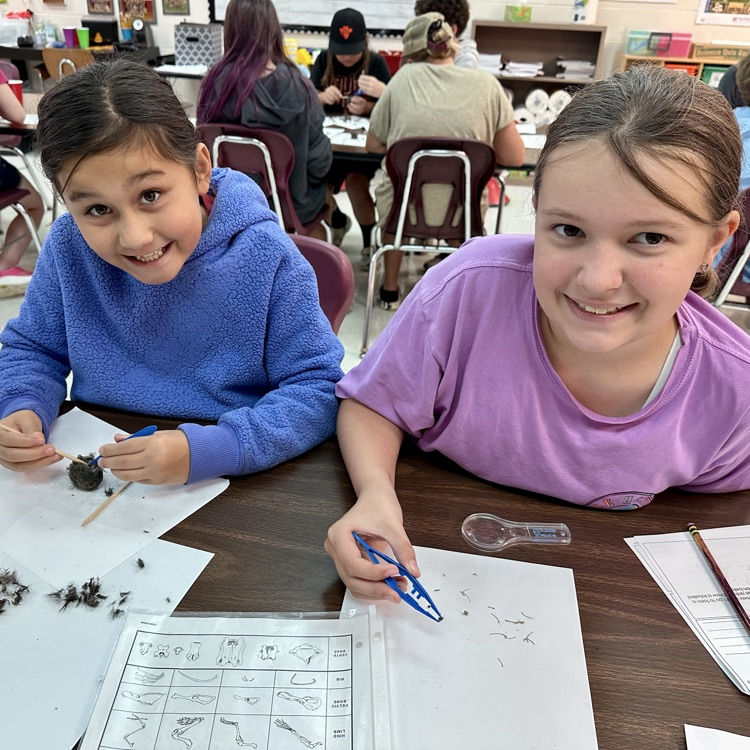 Fifth Grade Owl 🦉 Pellet Lab
