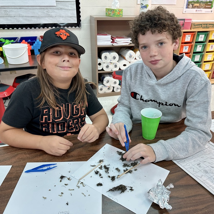 Fifth Grade Owl 🦉 Pellet Lab