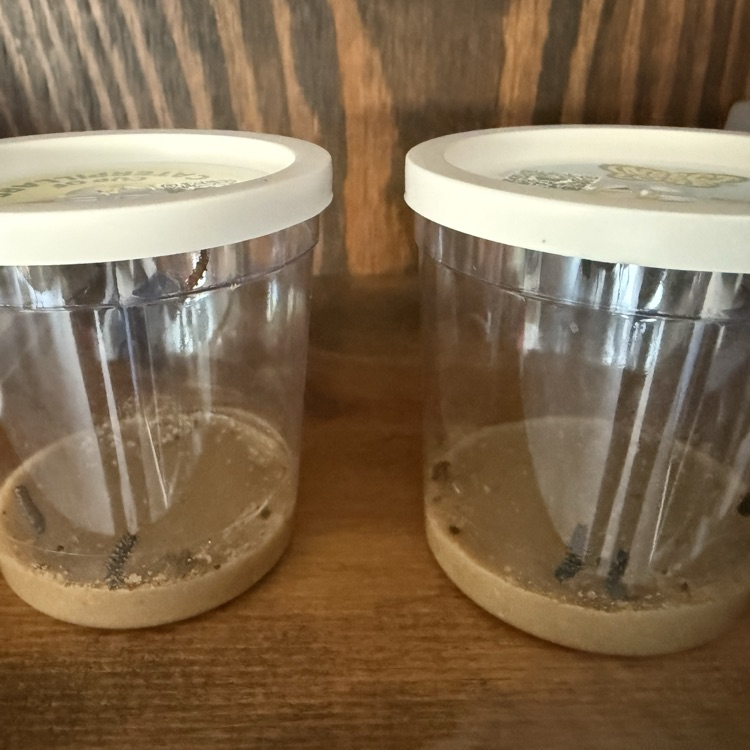  We also have caterpillars — we will see if they turn into butterflies!! Spring in kindergarten is so exciting!!