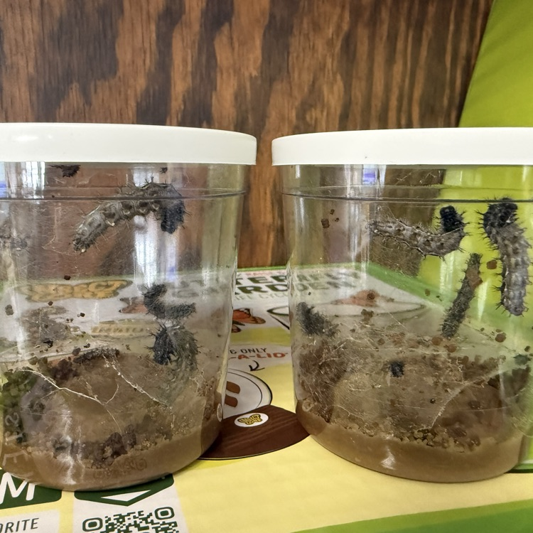 We also have caterpillars — we will see if they turn into butterflies!! Spring in kindergarten is so exciting!!