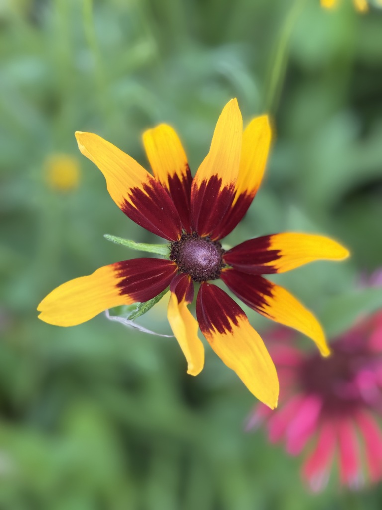 Yellow and brown flower