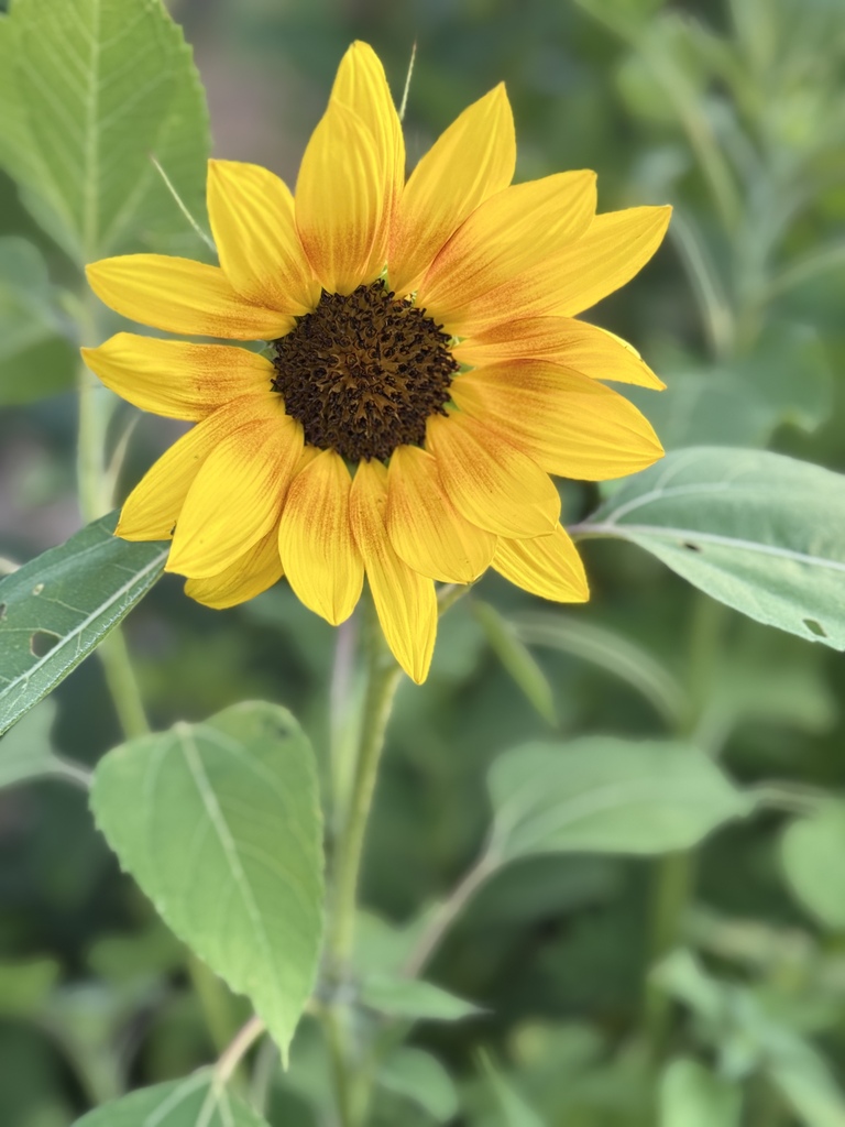 Yellow flower