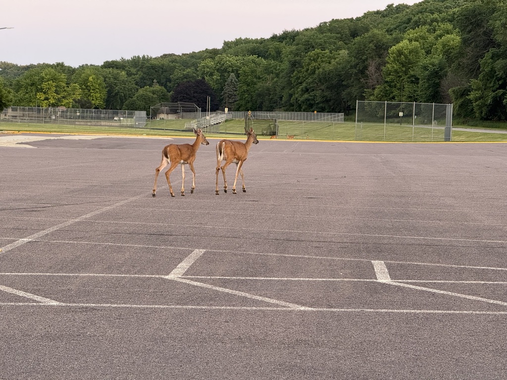 Two deer walking away from Jefferson, towards the Middle School