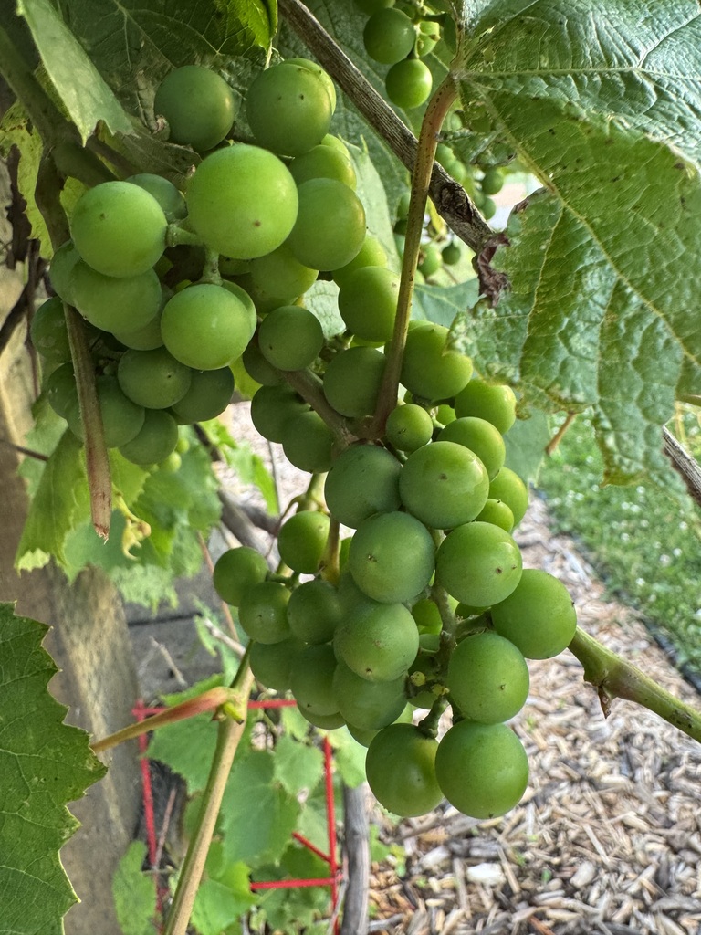 Green grapes