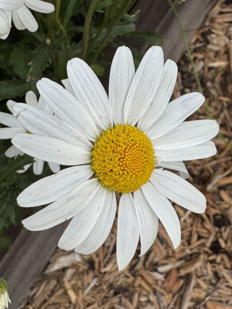 White flower