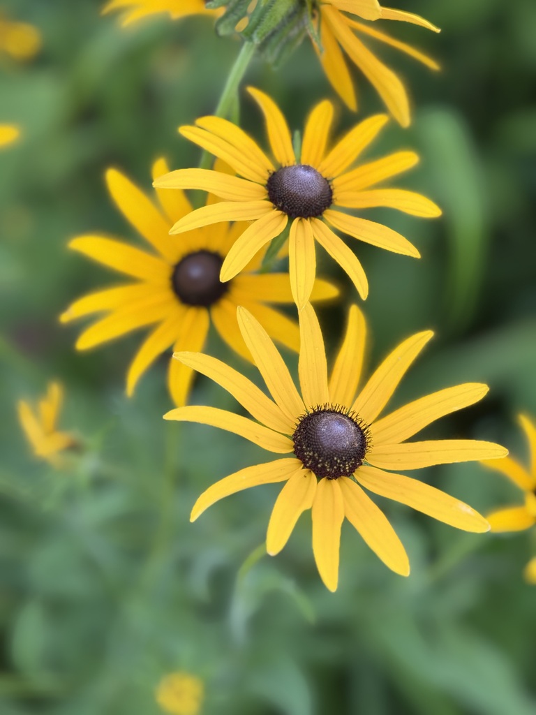 Yellow flowers