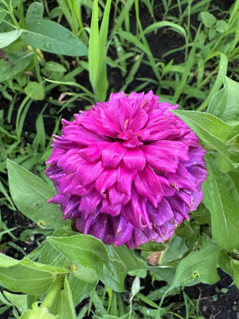 Pink puffball flower