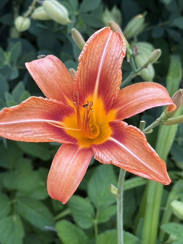 Orange lily