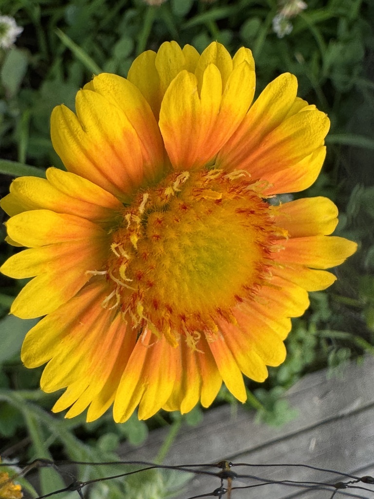 Orange and yellow flower