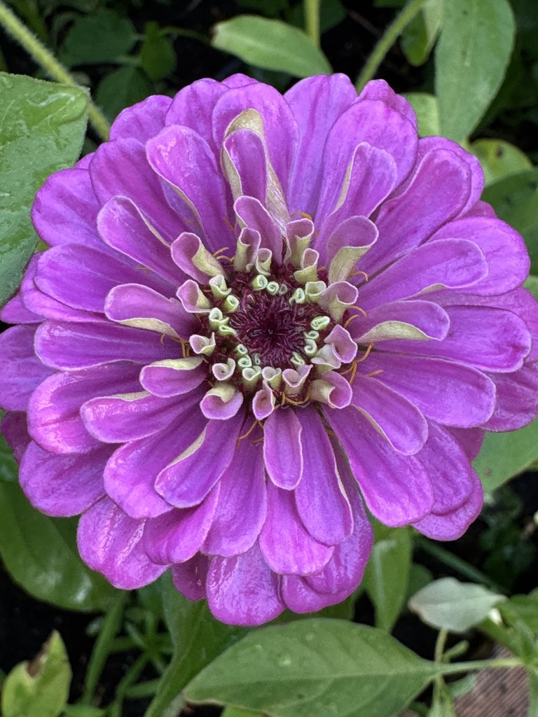 Purpleish pink flower