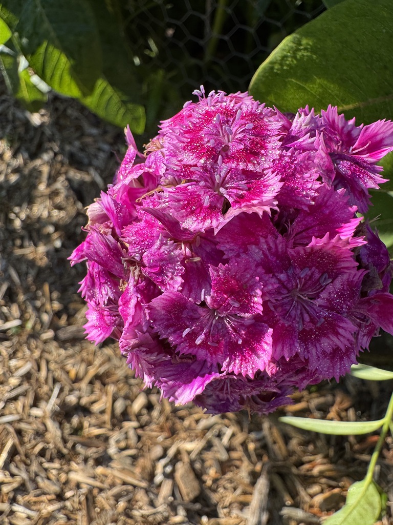 Pink Sweet William or Dianthus flowers