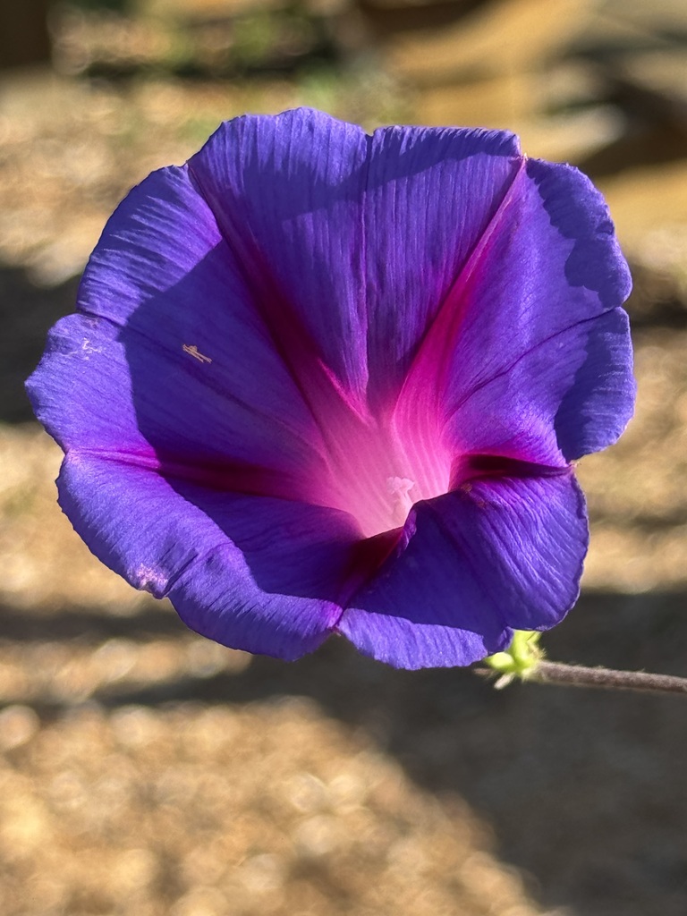 A purple morning glory flower