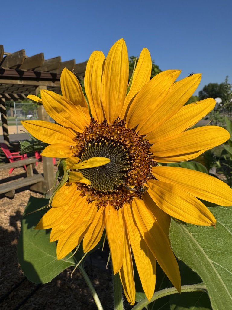 A sunflower.