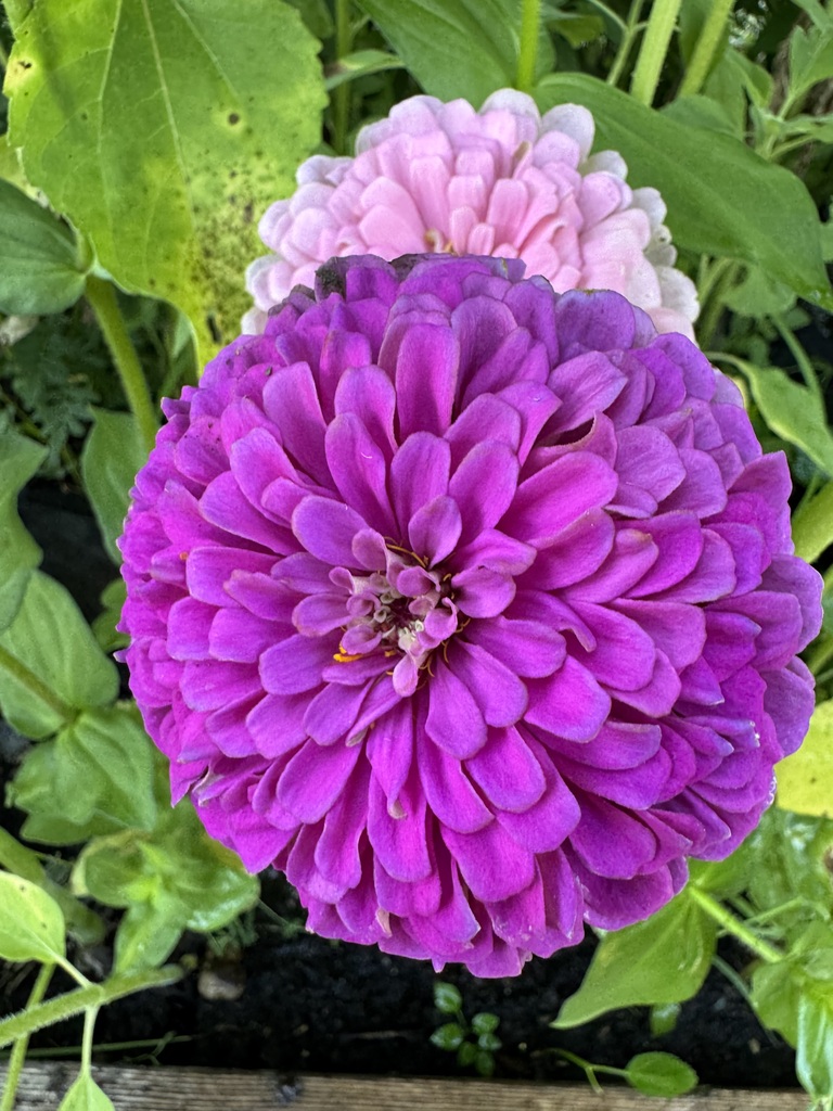 A purple Zinnia.
