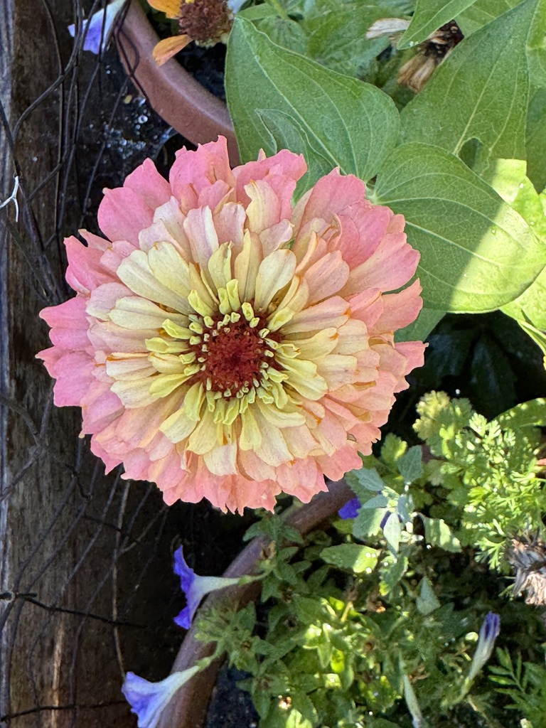 A pink and yellow zinnia flower, with some morning glories climbing around it in the background.