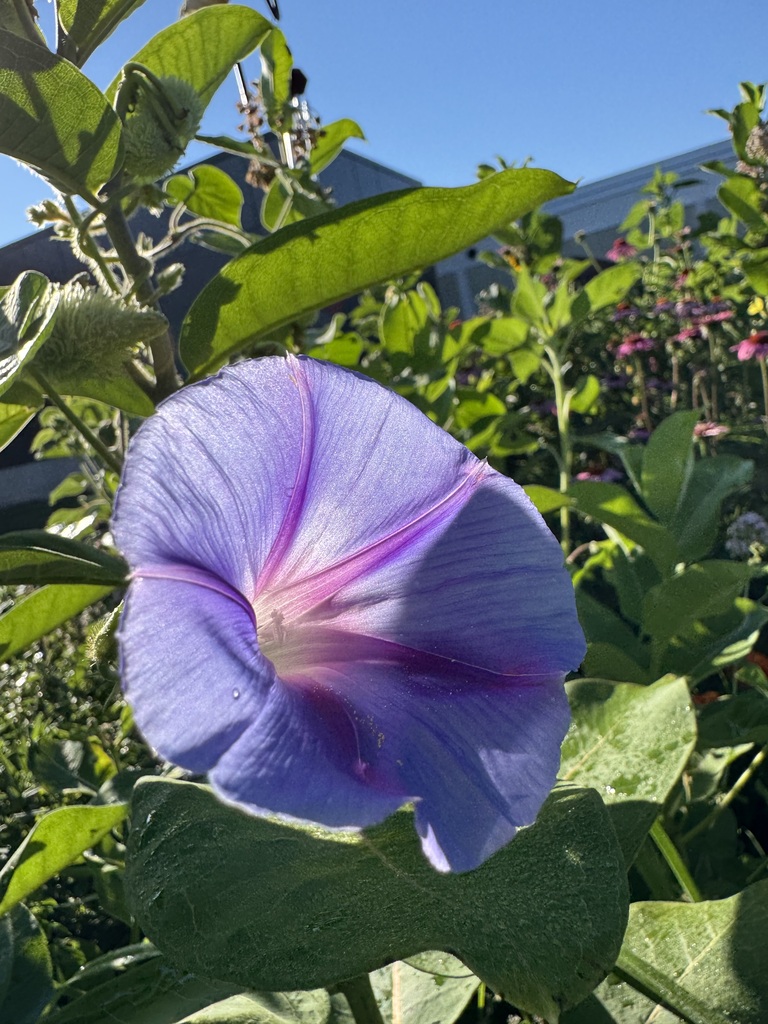 A light purple morning glory.