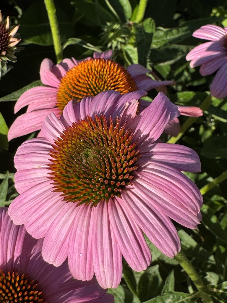 A pink coneflower.