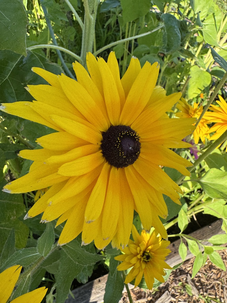 Multiple yellow flowers.