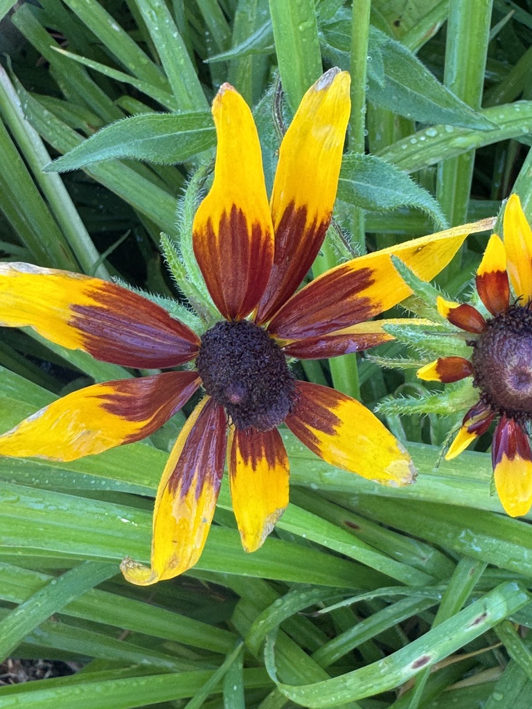 2 black-eyed Susan flowers