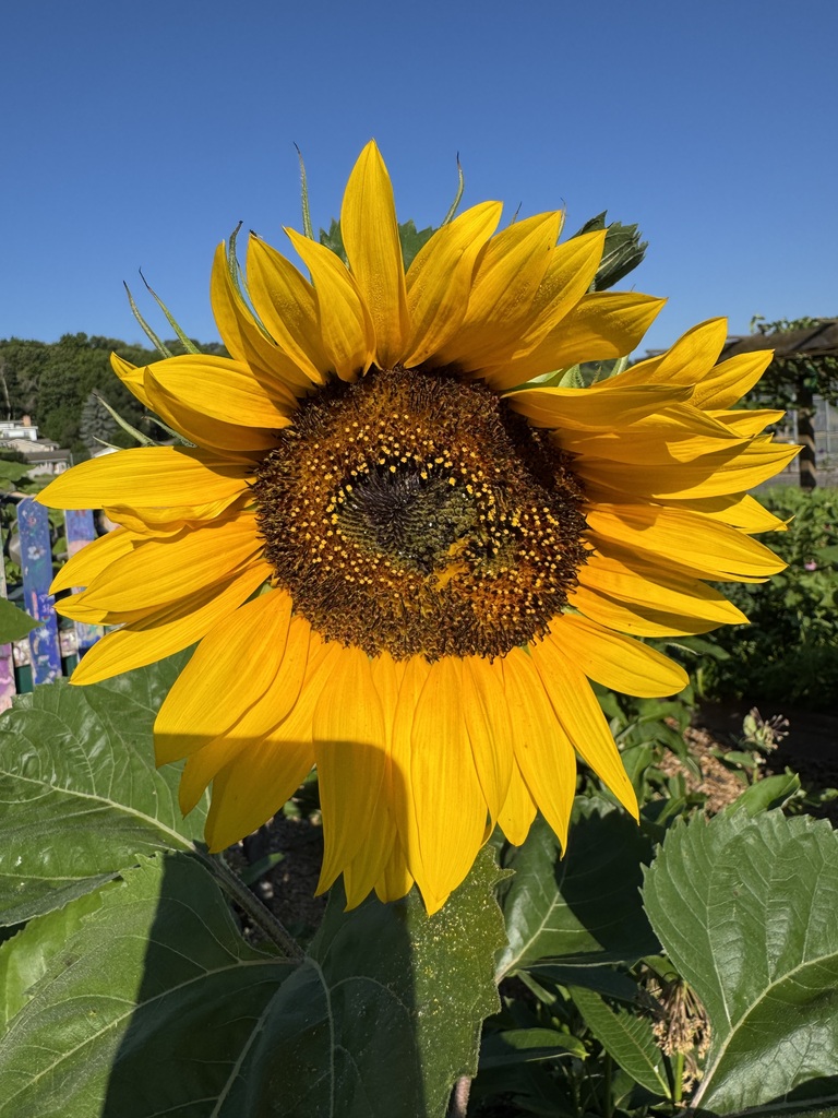 A sunflower.